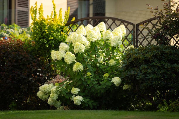 Hydrangea paniculata limelight C5