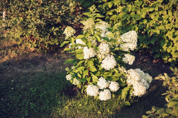 Hydrangea paniculata Little Spooky C5