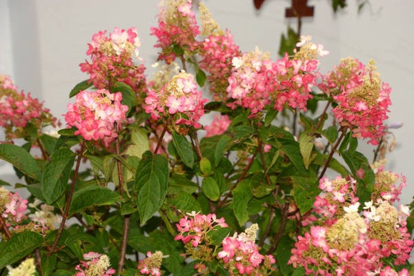 Hydrangea paniculata Pinky Winky C5