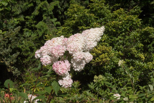 Hydrangea paniculata pinky winky C3