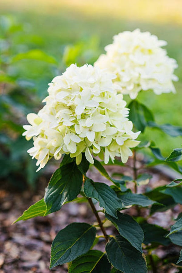 Hydrangea paniculata skyfall C3