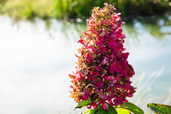 Hydrangea paniculata Wims Red C7,5