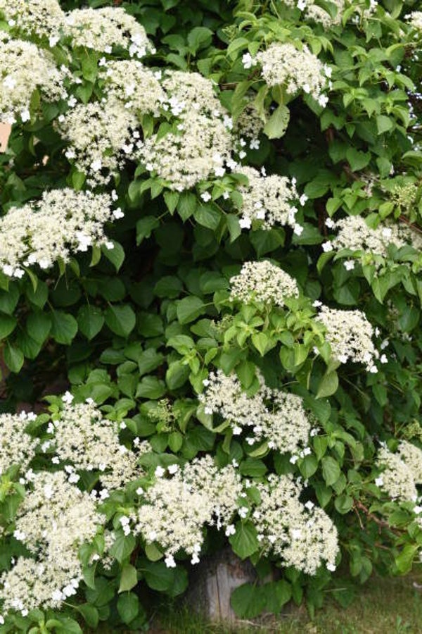 Hydrangea petiolaris C3