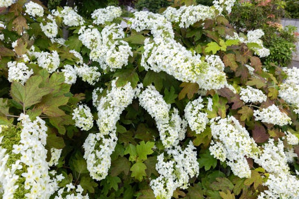 Hydrangea quercifolia alice C3