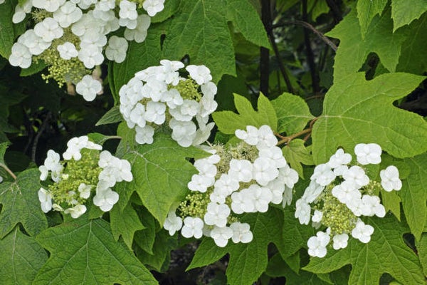 Hydrangea quercifolia C7,5