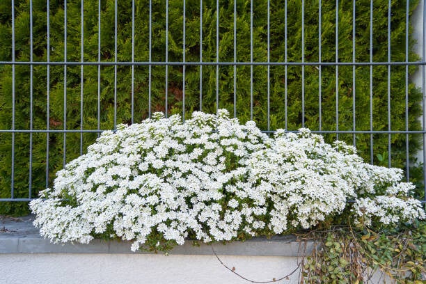 Iberis sempervirens Appen-Etz