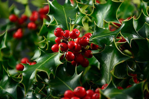 Ilex aquifolium