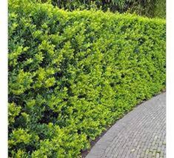 Ilex crenata caroline upright