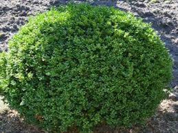 Ilex crenata convexa