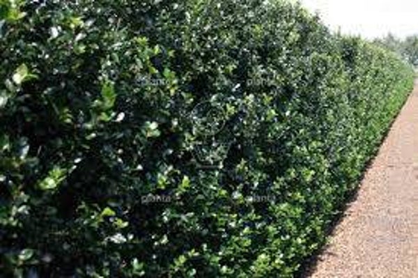 Ilex meserveae blue prince