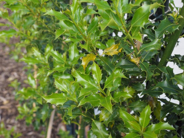 Ilex meserveae Heckenfee
