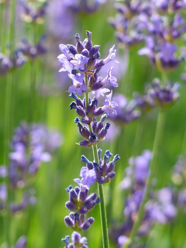 Lavandula 'Hidcote' C1,5