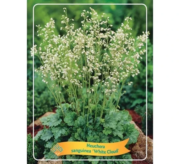 Heuchera sang. White Cloud