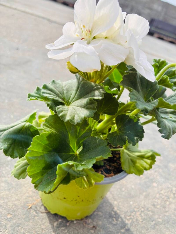 Geranium Wit