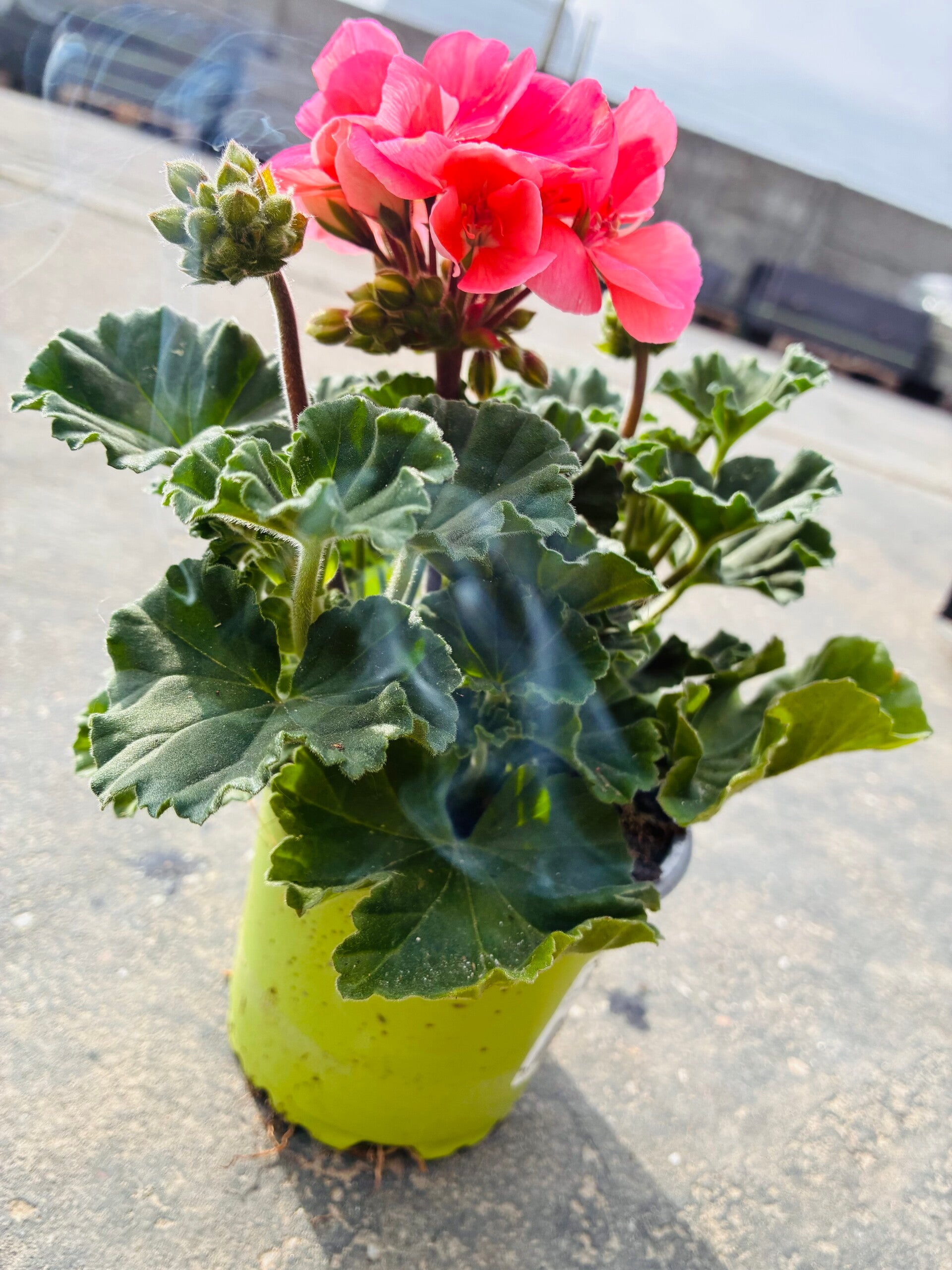 Geranium Zalm Roze