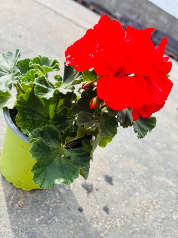 Geranium Rood