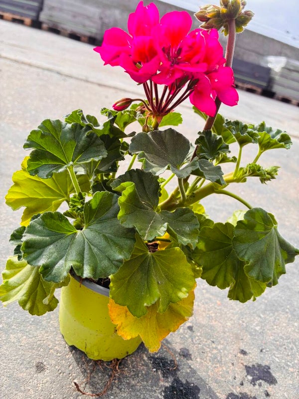 Geranium Fuchsia