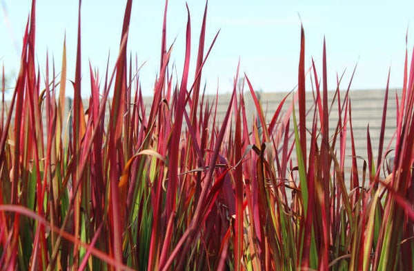 Imperata cylindrica 'Red Baron' P9