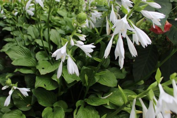 Hosta 'Royal Standard' C1,5