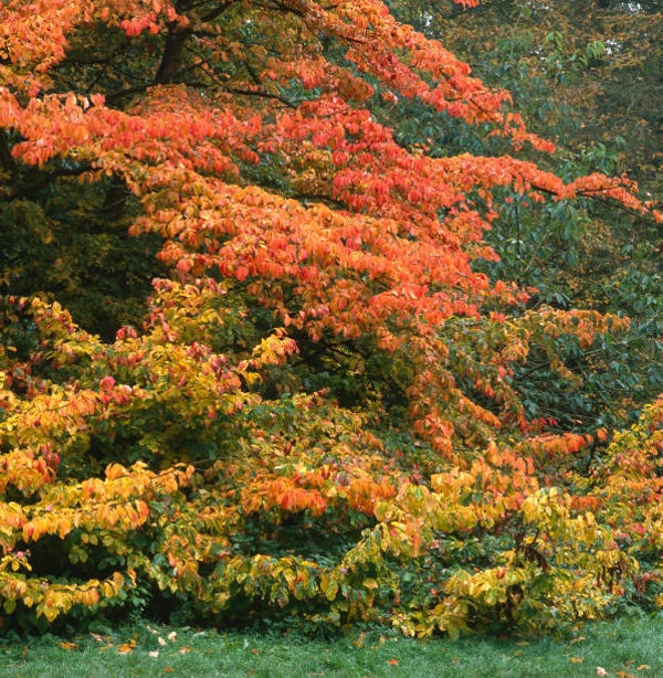 Parrotia persica meerstammig (Parrotia persica) 2Maten