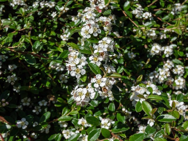 Cotoneaster dammeri C1,5
