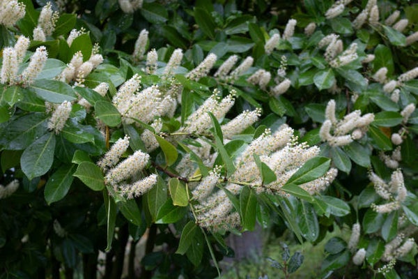 Laurierkers meerstammig (Prunus laurocerasus) 4 Maten