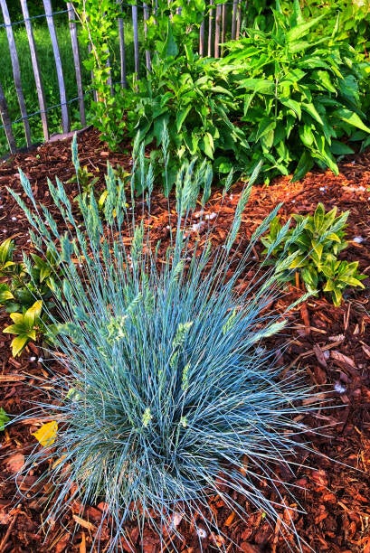 Festuca glauca 'Elijah Blue' C1,5