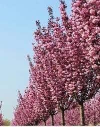 Japanse sierkers leiboom 100cm