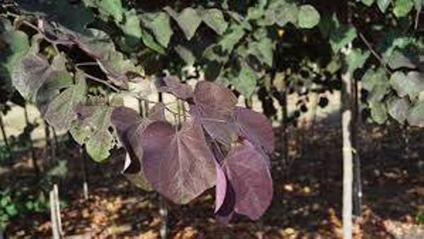Judasboom 'Forest Pansy' leiboom 100 cm