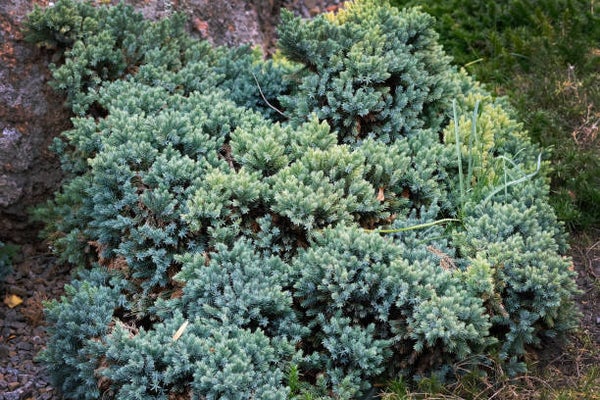 Juniperus blue carpet C3