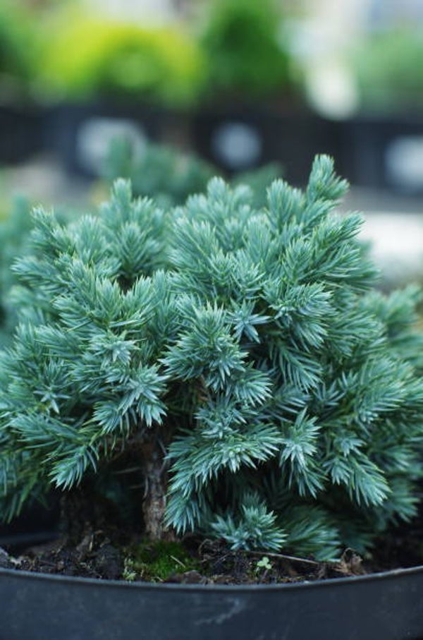 Juniperus blue star C3
