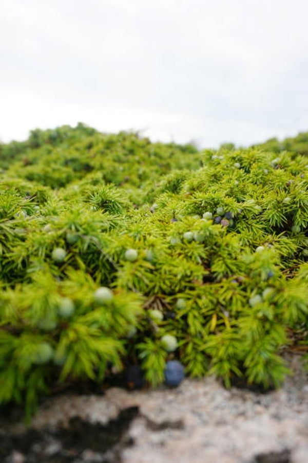 Juniperus hor. Blue chip C3