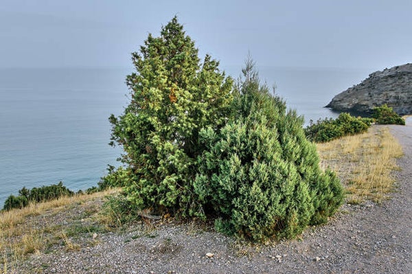 Juniperus hor. Wiltonii C3