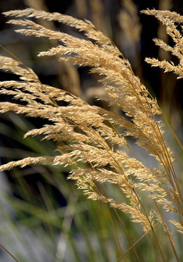 Calamagrostis acutiflora 'Karl Foerster' P9