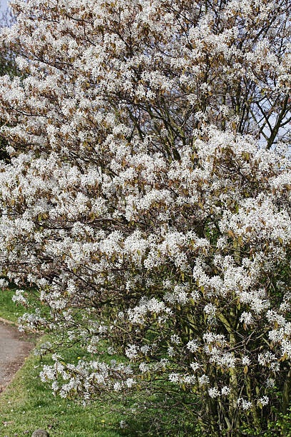 Krentenboom als leiboom (Amelanchier lamarckii)