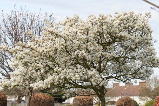 Krentenboom – Meerstammig (Amelanchier lamarckii) 10 Maten