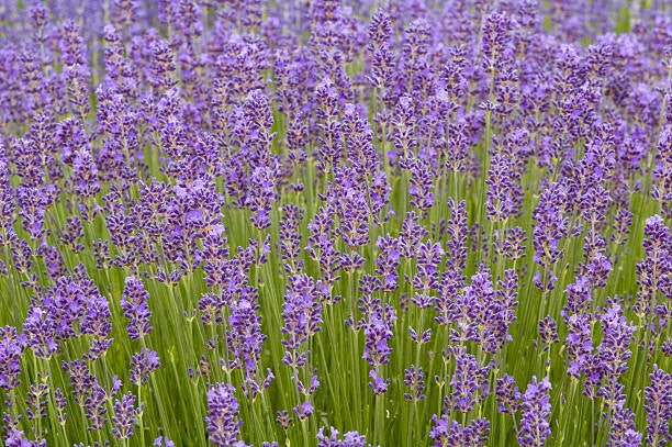 Lavandula angustifolia Dwarf Blue