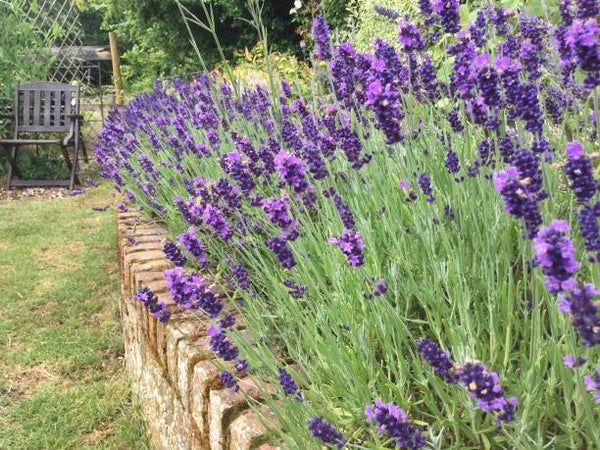 Lavandula angustifolia hidcote