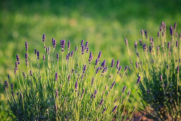 Lavandula angustifolia Munstead