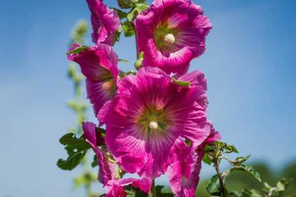 Lavatera Rosea C3