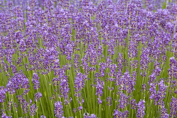 Lavandula ang. 'Munstead' C1,5