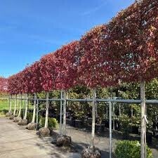 Lei amberboom 100 cm