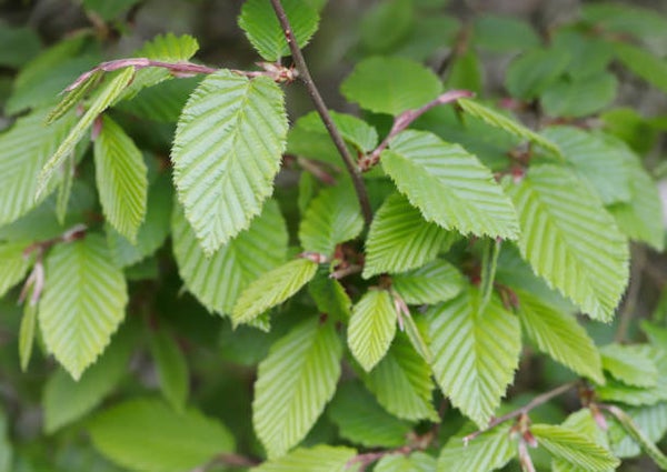 Lei haagbeuk (Carpinus betulus)