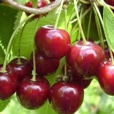 Lei kersenboom (Prunus avium) 27 Soorten