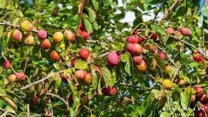 Lei pruimenboom (Prunus domestica) 21 Soorten