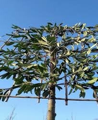 Leilaurier (Prunus laurocerasus 'Caucasica')