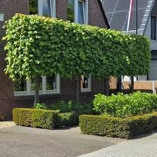 Leilinde (2 maten)