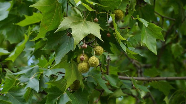 Leiplataan (Platanus hispanica)