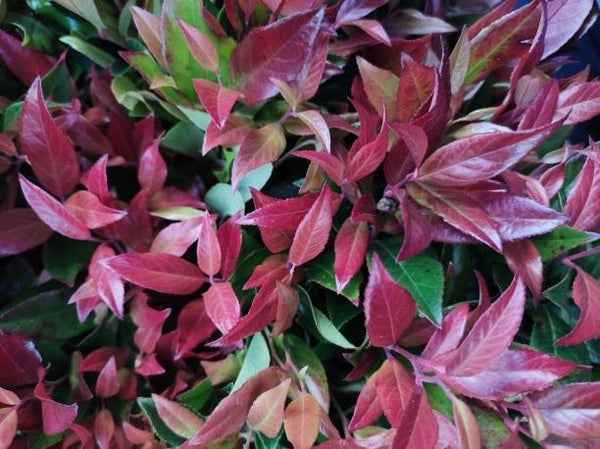 Leucothoe Zeblid C5