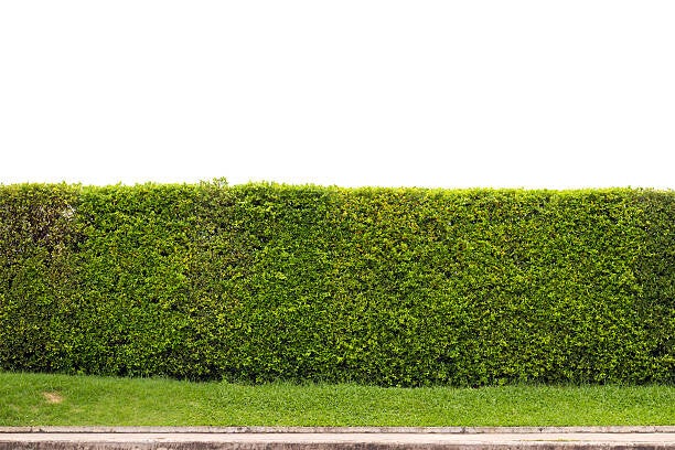 Ligustrum ovalifolium